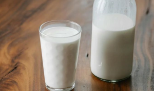 Attachment for Susu Kambing Etawa: Sumber Alami Zat Antibakteri, Inilah Keuntungannya bagi Kesehatan Anda